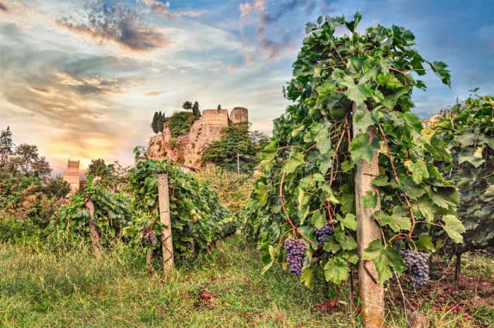 Vinogradniki