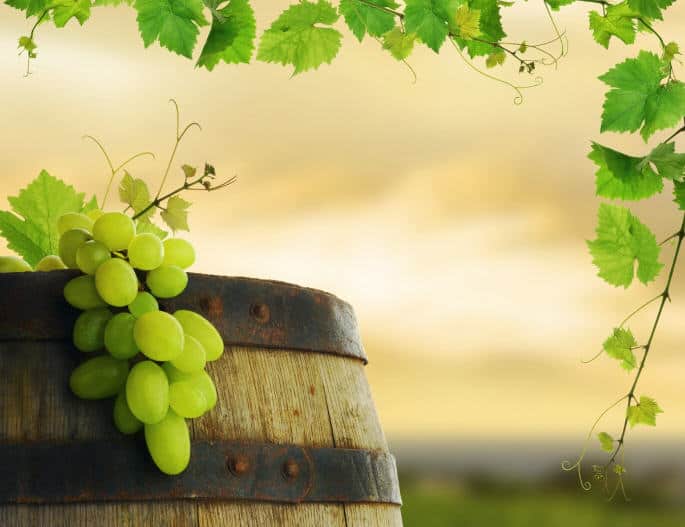 bochka i vinograd
